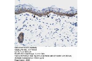 Human Skin (NUDT9 antibody  (C-Term))