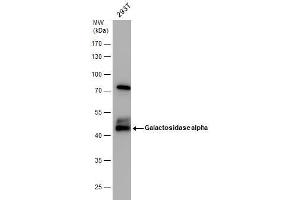 Western Blotting (WB) image for anti-Galactosidase, alpha (GLA) antibody (ABIN2854962)