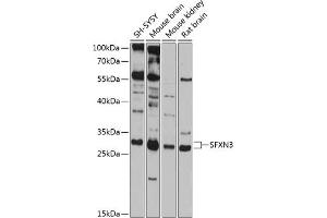 Western blot analysis of extracts of various cell lines, using SFXN3 antibody  at 1:1000 dilution. (SFXN3 antibody  (AA 1-80))