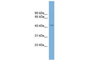 WB Suggested Anti-MMP3 Antibody Titration:  0. (MMP3 antibody  (Middle Region))
