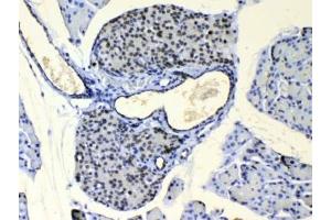 IHC testing of FFPE mouse pancreas tissue with COPE antibody at 1ug/ml. (COPE antibody)