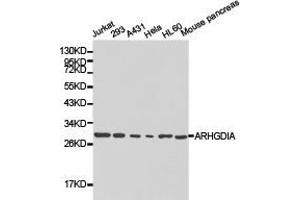 Western Blotting (WB) image for anti-rho GDP Dissociation Inhibitor (GDI) alpha (ARHGDIA) antibody (ABIN1871082) (ARHGDIA antibody)