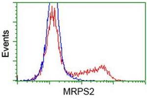 Image no. 4 for anti-Mitochondrial Ribosomal Protein S2 (MRPS2) antibody (ABIN1499562) (MRPS2 antibody)
