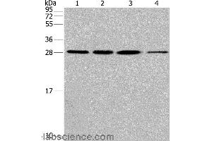 Western blot analysis of Hela cell and human fetal liver tissue, A549 and 293T cell, using ERP29 Polyclonal Antibody at dilution of 1:200 (ERP29 antibody)