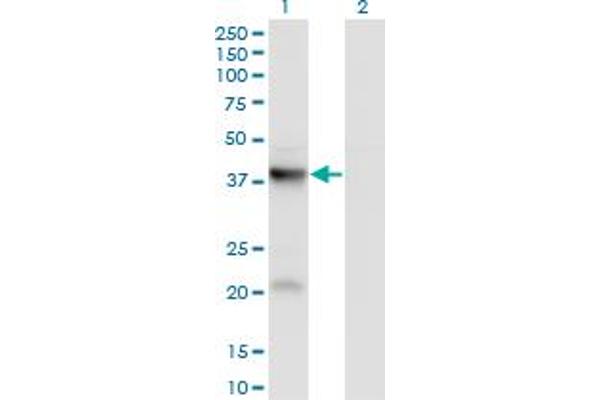 PANK3 Antikörper  (AA 1-370)