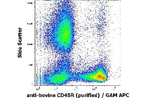 Flow cytometry surface staining pattern of bovine peripheral whole blood stained using anti-bovine CD45R (IVA103) purified antibody (concentration in sample 0,1 μg/mL) GAM APC. (CD45 antibody)