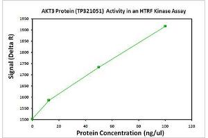 Activity Assay (AcA) image for V-Akt Murine Thymoma Viral Oncogene Homolog 3 (Protein Kinase B, Gamma) (AKT3) (Transcript Variant 1) (Active) protein (Myc-DYKDDDDK Tag) (ABIN2714520)