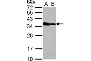 Western Blotting (WB) image for anti-RNA Binding Motif Protein 11 (RBM11) (AA 69-281) antibody (ABIN1500634) (RBM11 antibody  (AA 69-281))