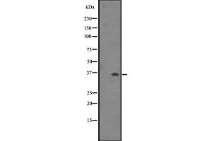 Western blot analysis of OR2S2 expression in HepG2 whole cell lysate ,The lane on the left is treated with the antigen-specific peptide. (OR2S2 antibody  (C-Term))