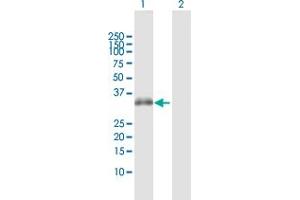 Western Blotting (WB) image for anti-Syntaxin 7 (STX7) (AA 1-261) antibody (ABIN521886)