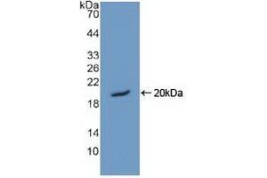 Detection of Recombinant HMGN1, Human using Polyclonal Antibody to High Mobility Group Nucleosome Binding Domain Protein 1 (HMGN1) (HMGN1 antibody  (AA 14-100))