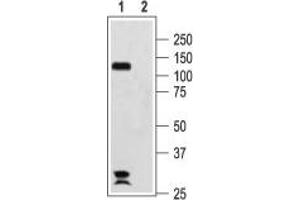 Western blot analysis of rat brain membranes:1. (Hyperpolarization Activated Cyclic Nucleotide-Gated Potassium Channel 2 (HCN2) Peptide)