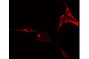 ABIN6273519 staining RAW264. (PHLDA1 antibody  (N-Term))