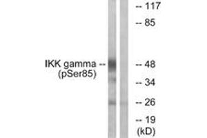 Western blot analysis of extracts from HepG2 cells treated with Anisomycin 0. (IKBKG antibody  (pSer85))