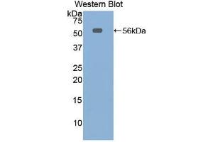 Western Blotting (WB) image for anti-Elastase, Neutrophil Expressed (ELANE) (AA 30-247) antibody (ABIN1858706) (ELANE antibody  (AA 30-247))