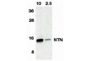 Western Blotting (WB) image for anti-Neurturin (NRTN) antibody (ABIN1031776)