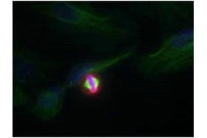 Immunofluorescence staining of methanol-fixed Hela cells using Histone H3. (HIST1H3A antibody  (pSer10))
