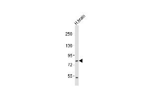 Anti-RFX4 Antibody (C-term)at 1:2000 dilution + human brain lysates Lysates/proteins at 20 μg per lane. (RFX4 antibody  (C-Term))