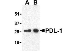 Western Blotting (WB) image for anti-CD274 (PD-L1) (Middle Region) antibody (ABIN1031034) (PD-L1 antibody  (Middle Region))