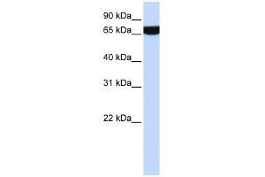 WB Suggested Anti-HS2ST1 Antibody Titration:  0. (HS2ST1 antibody  (Middle Region))