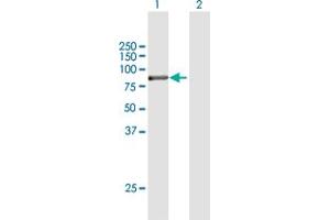 Western Blot analysis of ACSL5 expression in transfected 293T cell line by ACSL5 MaxPab polyclonal antibody.