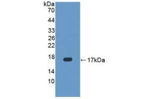 Detection of Recombinant CASP3, Human using Polyclonal Antibody to Caspase 3 (CASP3) (Caspase 3 antibody  (AA 29-175))