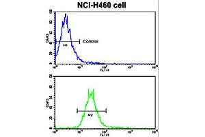 Flow cytometric analysis of NCI-H460 cells using NRG1 polyclonal antibody  (bottom histogram) compared to a negative control cell (top histogram).