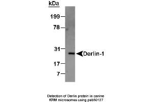 Image no. 2 for anti-Der1-Like Domain Family, Member 1 (DERL1) (AA 200-251), (C-Term) antibody (ABIN363436) (DERL1 antibody  (C-Term))