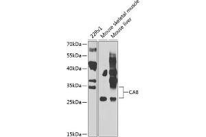 Western blot analysis of extracts of various cell lines, using C antibody  at 1:1000 dilution. (CA8 antibody  (AA 1-290))