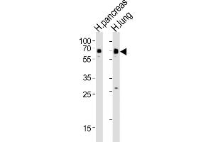 All lanes : Anti-SSTR1 Antibody (C-term) at 1:4000 dilution Lane 1: human pancreas lysates Lane 2: human lung lysates Lysates/proteins at 20 μg per lane. (SSTR1 antibody  (C-Term))