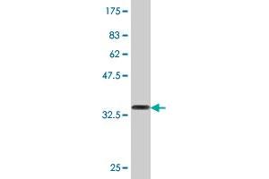 Western Blot detection against Immunogen (36. (KLF4 antibody  (AA 221-320))