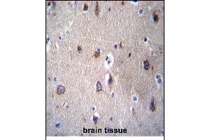 PCDHB14 Antibody (N-term) (ABIN656255 and ABIN2845571) immunohistochemistry analysis in formalin fixed and paraffin embedded human brain tissue followed by peroxidase conjugation of the secondary antibody and DAB staining. (PCDHB14 antibody  (N-Term))