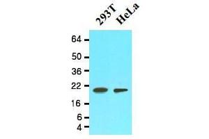 Western Blotting (WB) image for anti-Peptidylprolyl Isomerase F (PPIF) (AA 30-207) antibody (ABIN356236) (PPIF antibody  (AA 30-207))