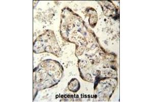 RSBN1 Antibody (N-term) (ABIN655484 and ABIN2845005) immunohistochemistry analysis in formalin fixed and paraffin embedded human plecenta tissue followed by peroxidase conjugation of the secondary antibody and DAB staining. (RSBN1 antibody  (N-Term))