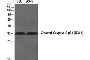 Western Blot (WB) analysis of specific cells using Cleaved-Caspase-9 p35 (D315) Polyclonal Antibody. (Caspase 9 p35 (Asp315), (cleaved) antibody)