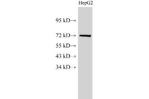 Western Blot analysis of HepG2 cell using Lamin B1 Polyclonal Antibody at dilution of 1:1000