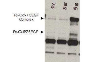 Western blot using Cd97 polyclonal antibody  shows detection of bands corresponding to free Fc-Cd97- (5EGF) (lower arrowhead) and Fc-Cd97- (5EGF) present as a complex (upper arrowhead) in lysates from COS cells.