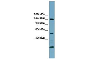 Integrin Alpha 8 antibody used at 1 ug/ml to detect target protein.
