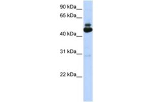 Western Blotting (WB) image for anti-Proliferation-Associated 2G4, 38kDa (PA2G4) antibody (ABIN2463081) (PA2G4 antibody)