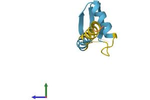 Protein Structure (PS) image for General Transcription Factor IIH, Polypeptide 5 (GTF2H5) (AA 1-71) protein (Fc Tag) (ABIN7544400)