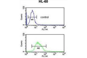RNH2C Antibody (Center) flow cytometric analysis of HL-60 cells (bottom histogram) compared to a negative control cell (top histogram). (RNASEH2C antibody  (Middle Region))