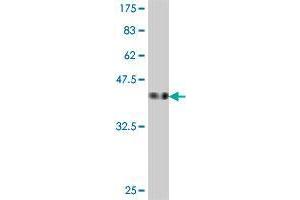 HINT2 antibody  (AA 60-163)