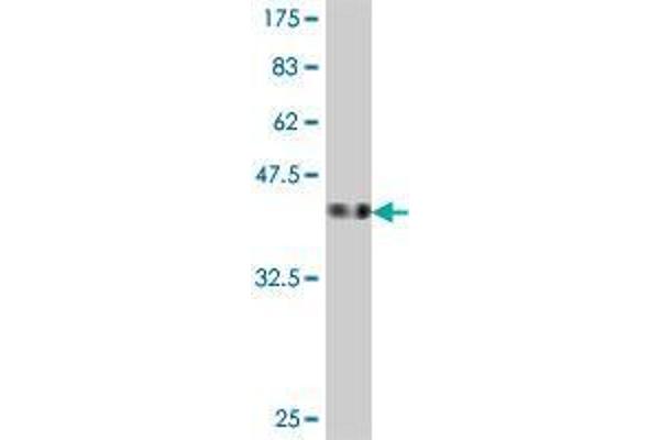 HINT2 antibody  (AA 60-163)