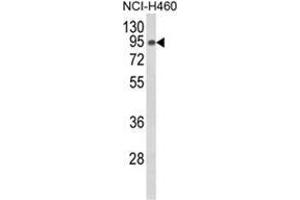 Western blot analysis of SLC3A1 Antibody (Center) in NCI-H460 cell line lysates (35ug/lane). (SLC3A1 antibody  (Middle Region))