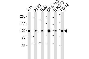 Western blot analysis of lysates from A431, A549, Hela, SK-N-MC, mouse NIH/3T3, rat PC-12 cell line (from left to right), using HSP90 Antibody (N-term) (ABIN6243459 and ABIN6577430). (HSP90 antibody  (N-Term))