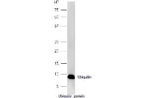 Ubiquitin protein probed with Rabbit Anti-Ubiquitin Polyclonal Antibody, Unconjugated  at 1:5000 for 90 min at 37˚C. (Ubiquitin antibody  (AA 1-76))