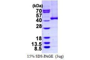 Image no. 1 for Alcohol Dehydrogenase 5 (Class III), chi Polypeptide (ADH5) protein (His tag) (ABIN1098240)