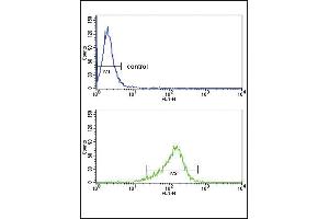 IL12A Antibody (C-term) (ABIN652744 and ABIN2842492) flow cytometry analysis of MDA-M cells (bottom histogram) compared to a negative control cell (top histogram).