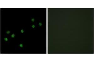 Immunofluorescence (IF) image for anti-Centromere Protein A (CENPA) (AA 1-50) antibody (ABIN1532568)