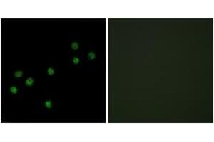 Immunofluorescence analysis of HepG2 cells, using Centromeric Protein A (Ab-7) Antibody. (CENPA antibody  (AA 1-50))